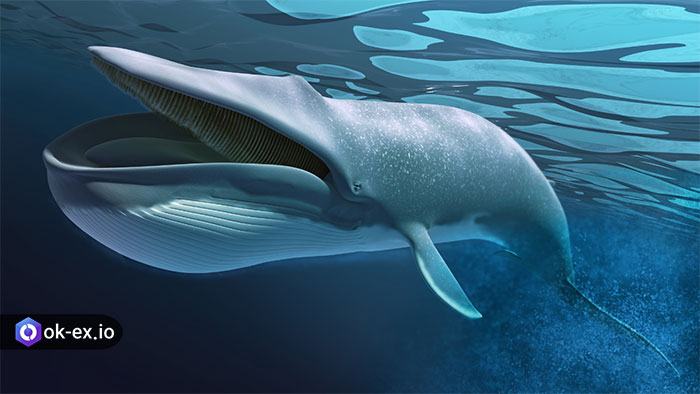 نهنگ های ارز دیجیتال کی هستند کامل توضیح داده شده است
